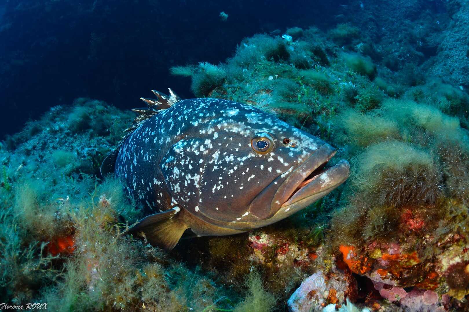 Découverte -  Lecques aquanaut