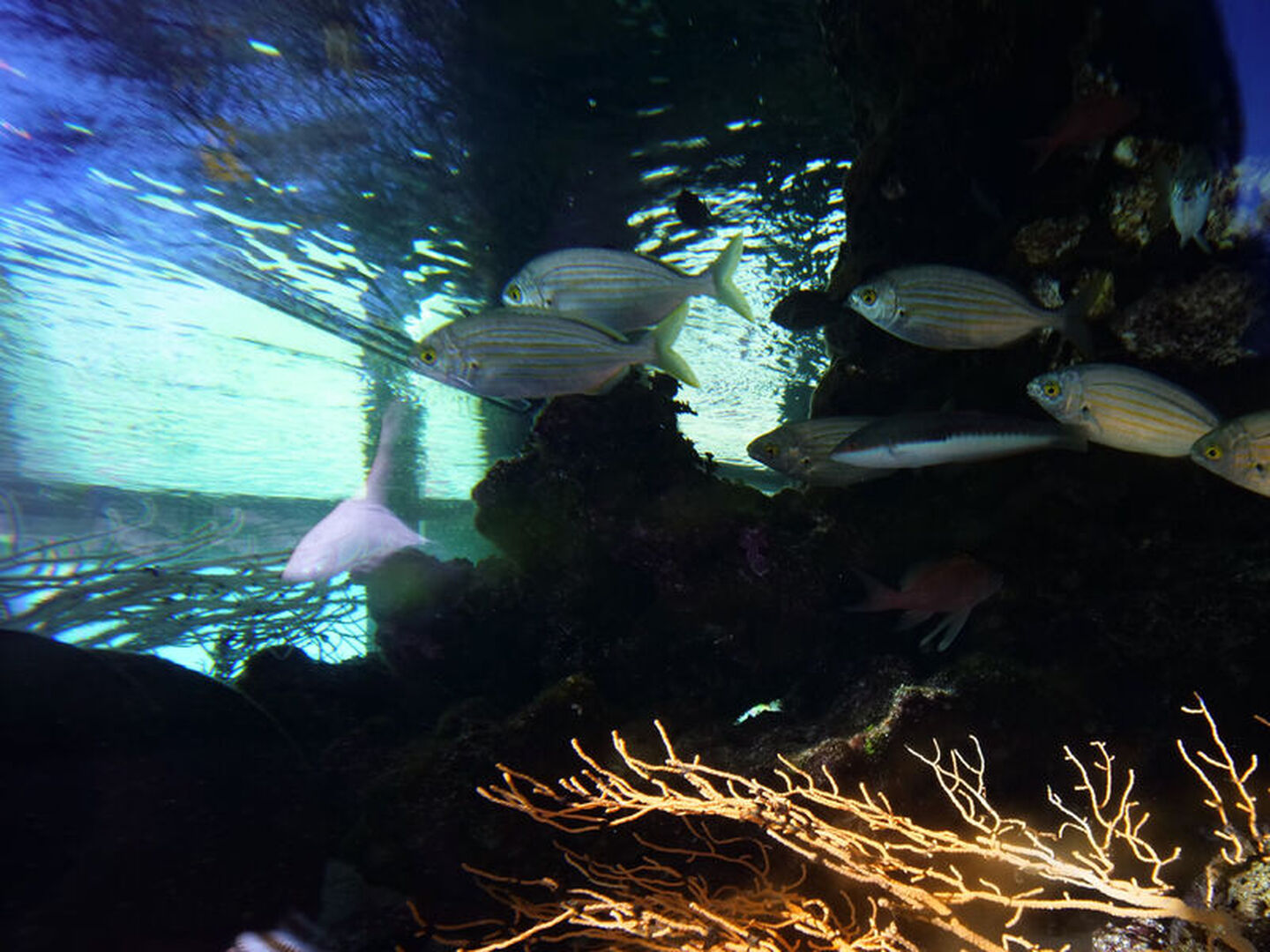 Le petit Aquarium de la Madrague