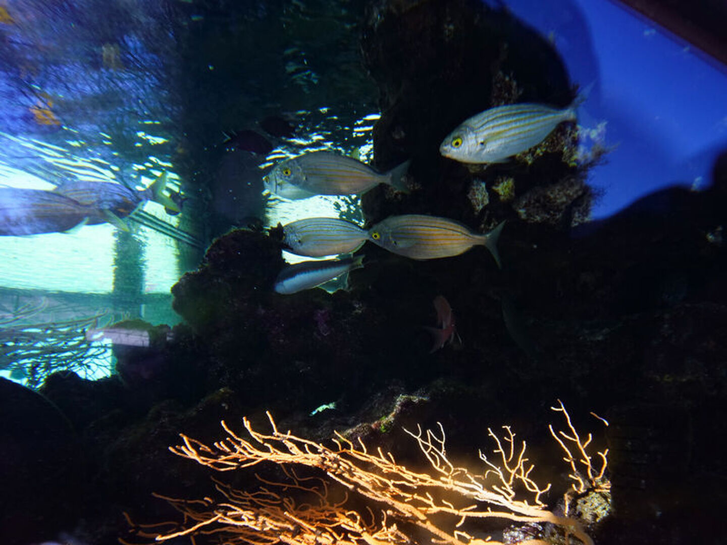 Le petit Aquarium de la Madrague à Saint-Cyr-sur-Mer