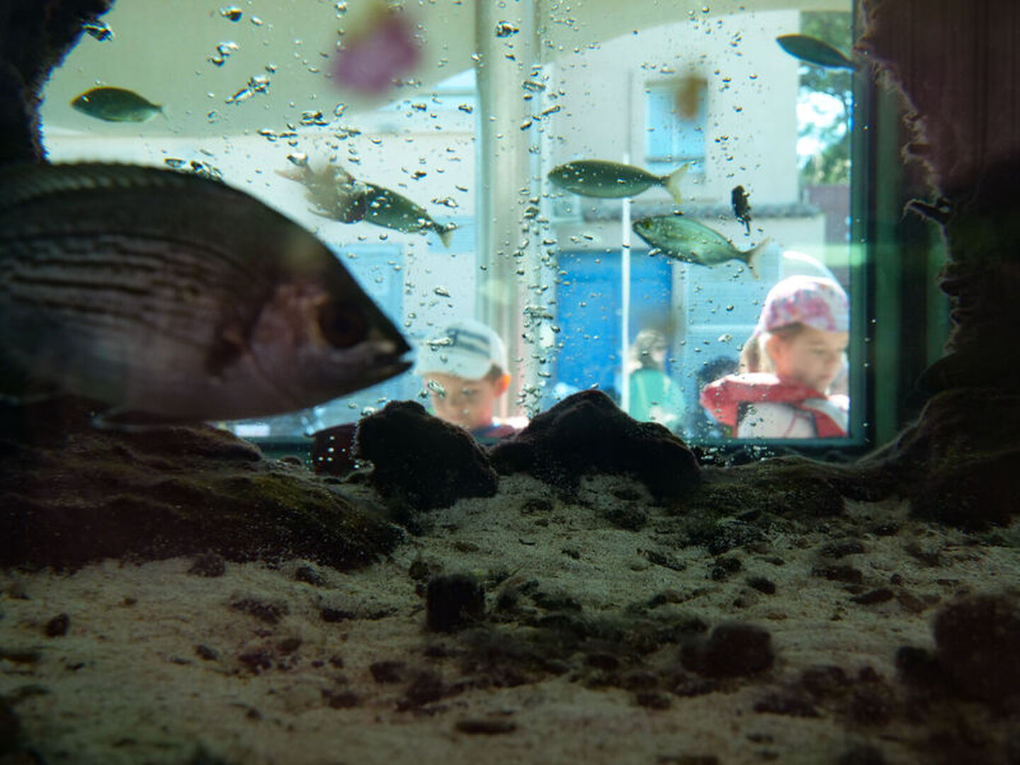 Le petit Aquarium de la Madrague à Saint-Cyr-sur-Mer