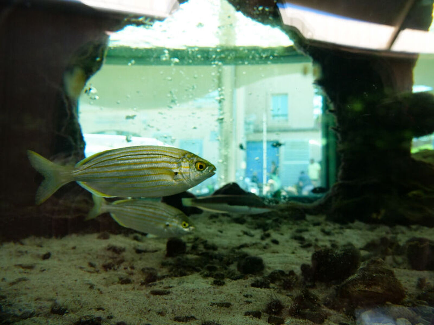 Le petit Aquarium de la Madrague à Saint-Cyr-sur-Mer