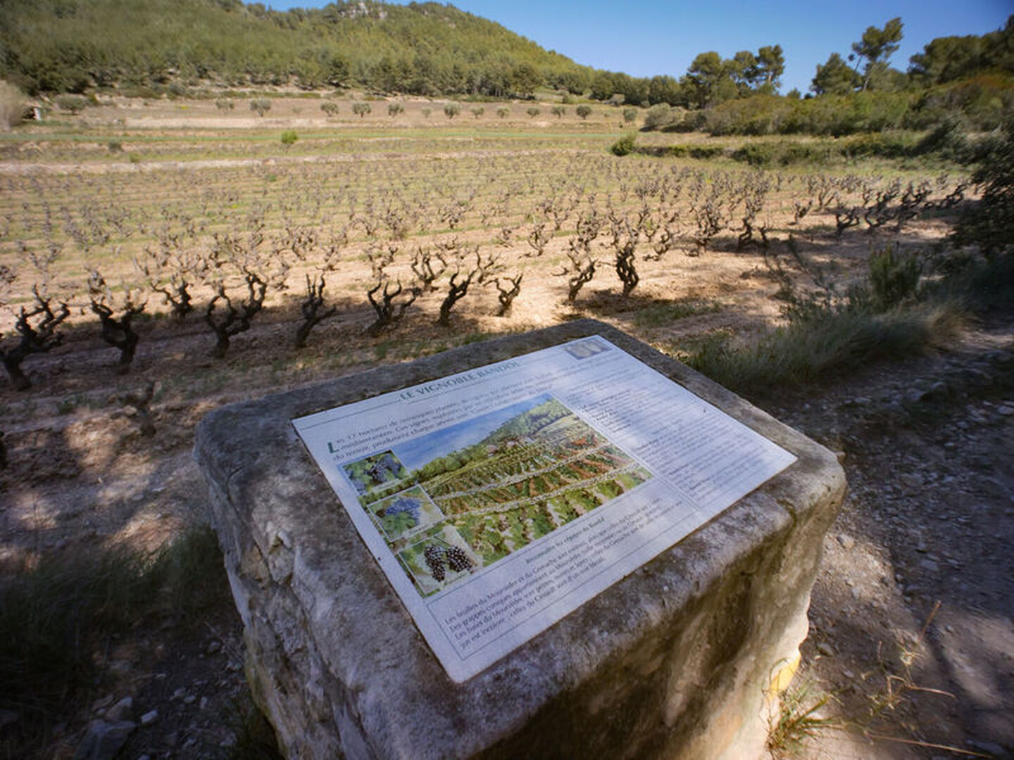 Le sentier des vignes