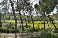 Vue sur la pinède et le vignoble