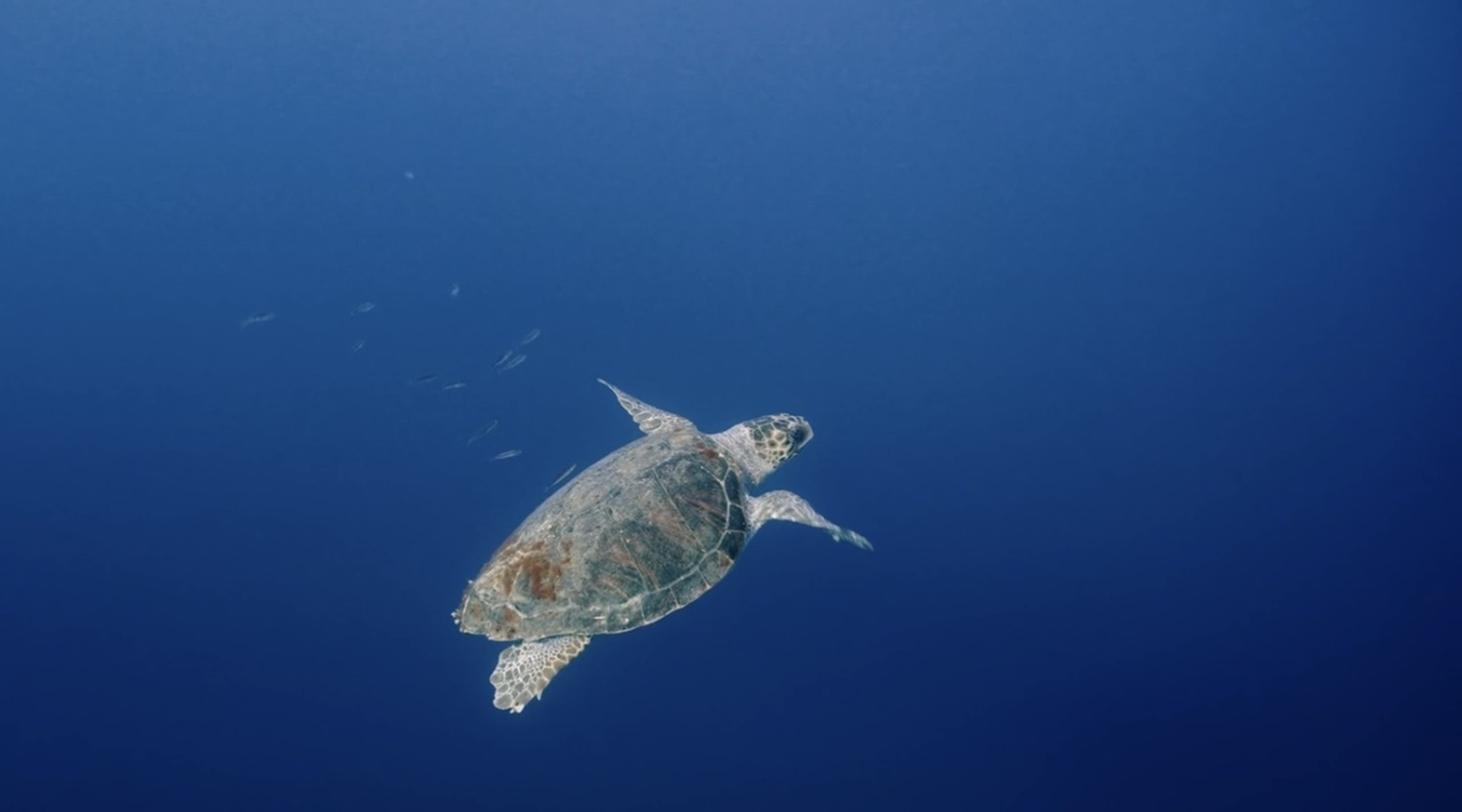 Tortue