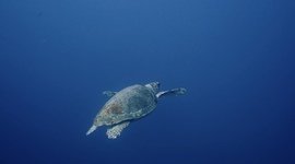 Torute
