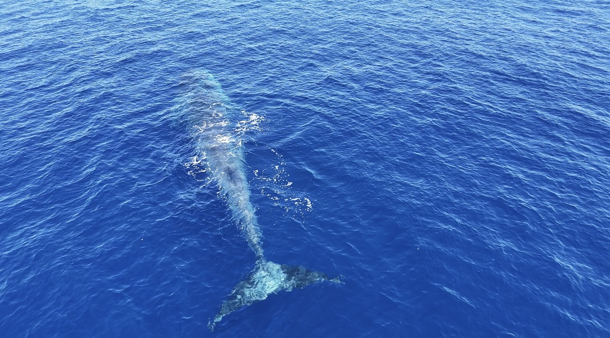 Baleine