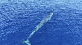 Baleine