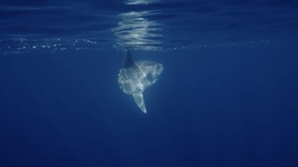 Poisson Lune
