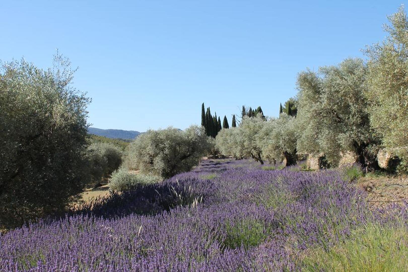 lavandes-domaine-souviou-vins-bandol