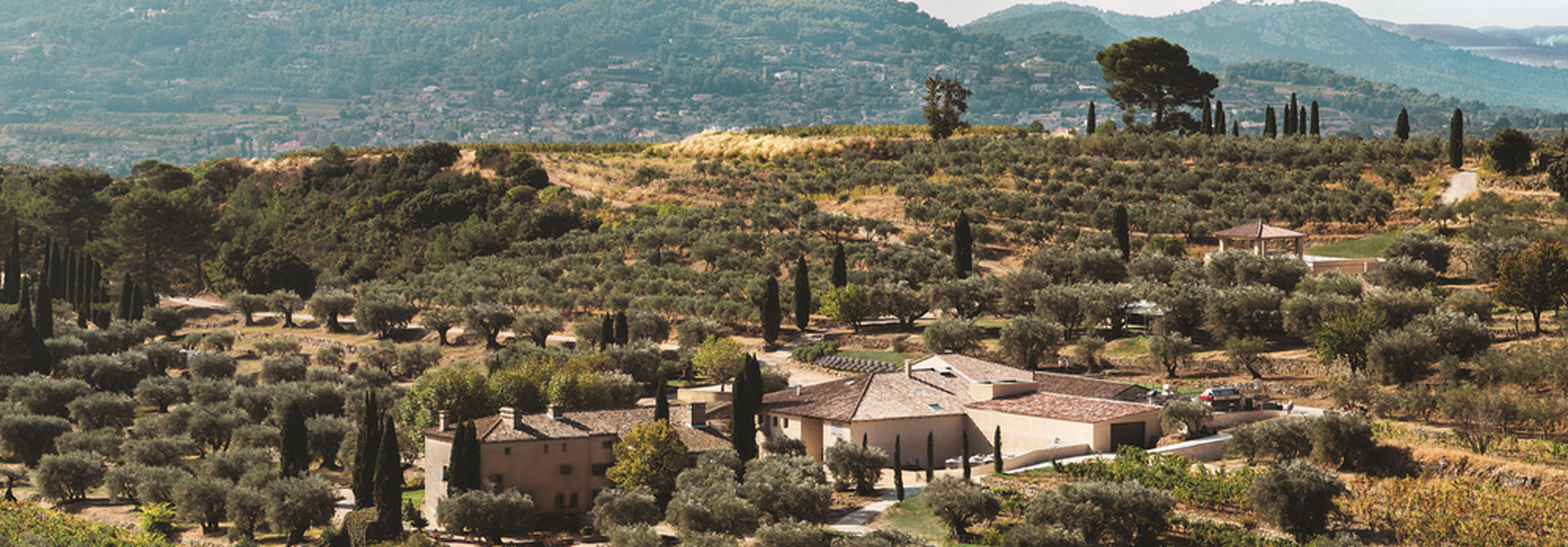 domaine-souviou-vignoble-oliviers-vignes