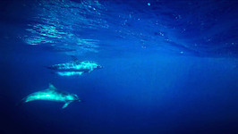 dauphins