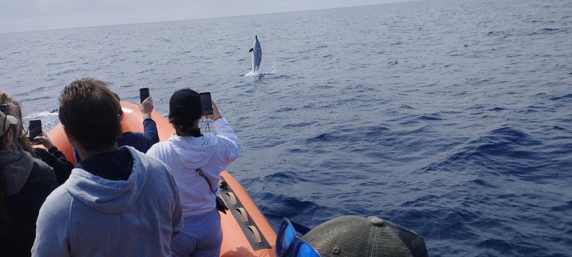 Saut-dauphin-bleu-et-blanc
