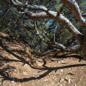 Arbres sculptés par le vent