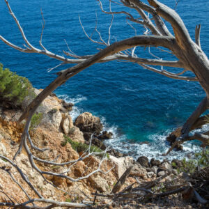 Arbres sculptés par le vent sur le sentier du littoral