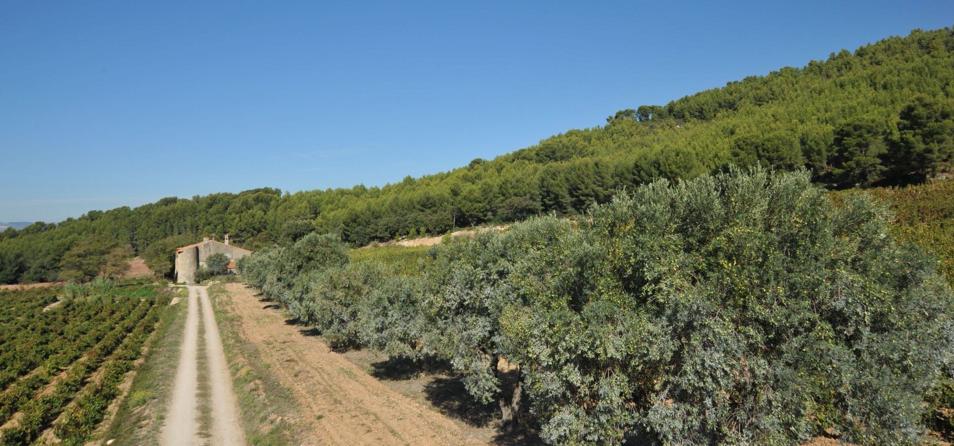 bastide de nartette vue des oliviers