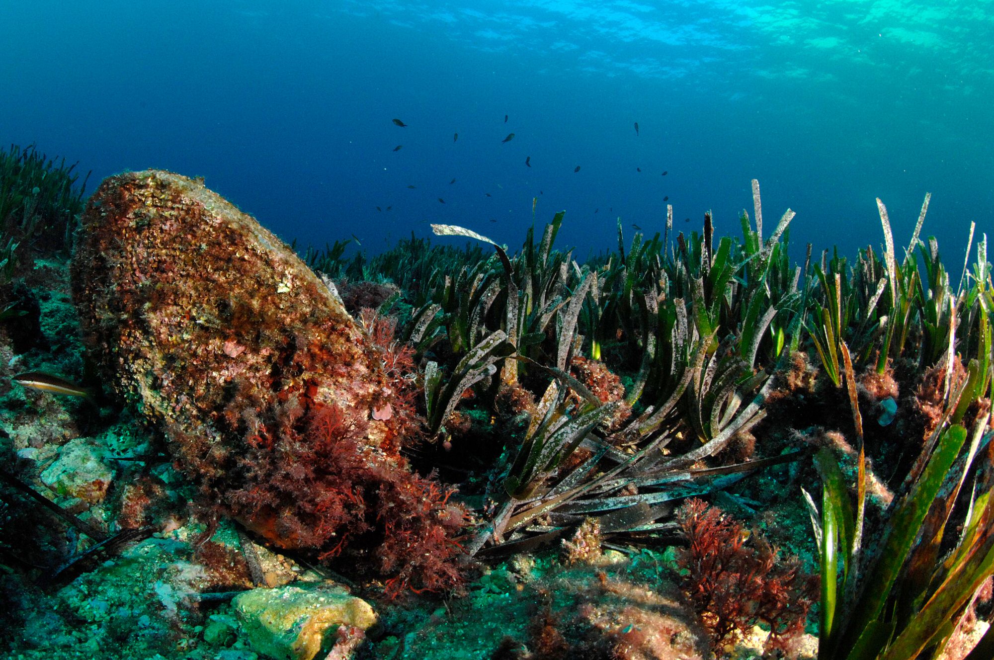 Photo DOCOB Andromède Océanologie L'herbier de Posidonie