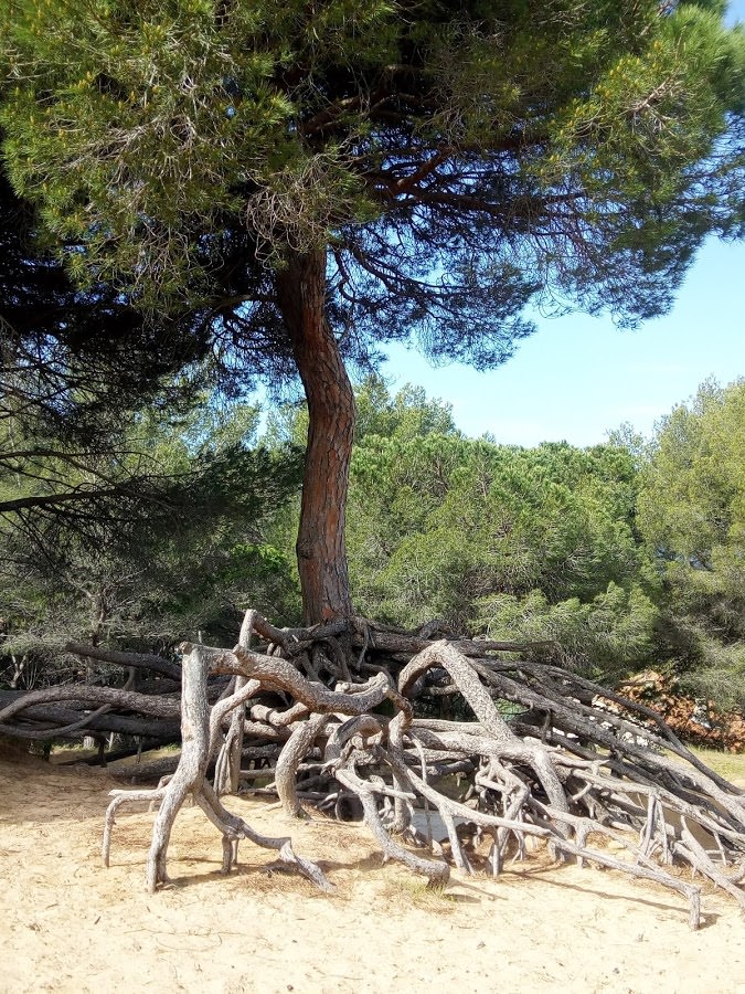 pin_sur_le_sentier_des_vignes_dune _de_sable