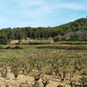 Vignes de Nartette depuis le sentier des vignes