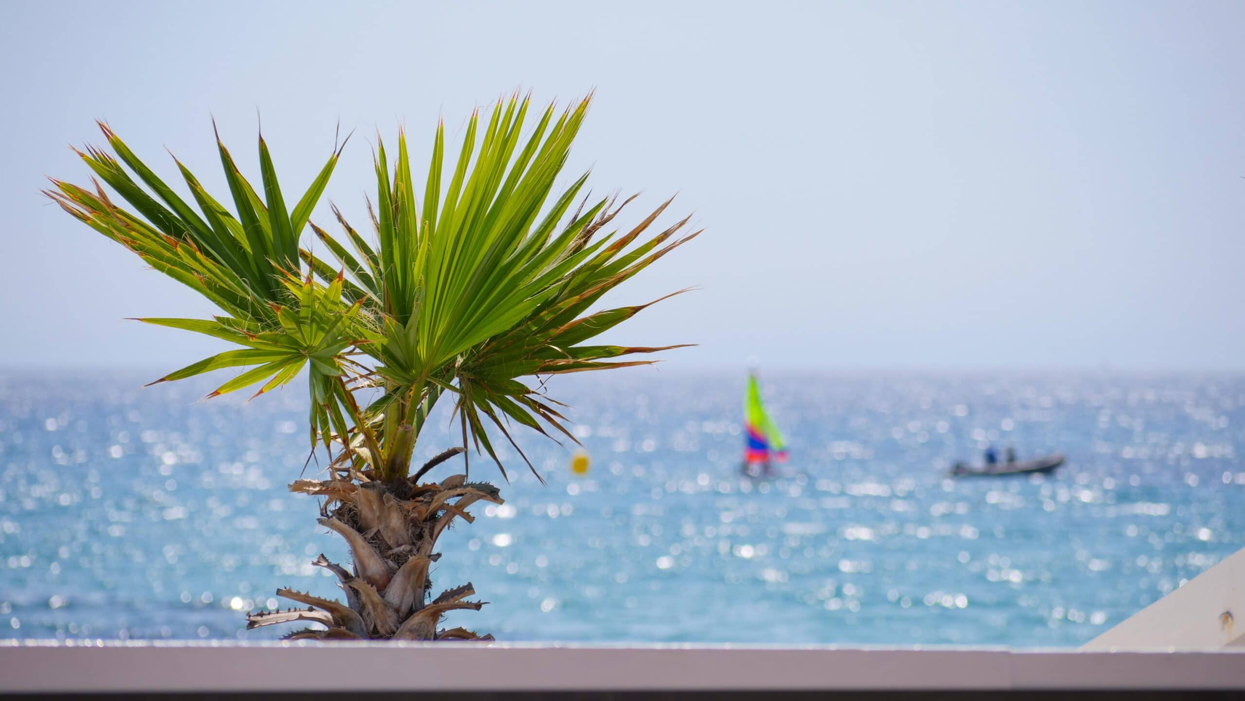 Palmier sur la plage des Lecques