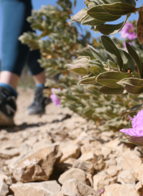 Marche sur le sentier des vignes