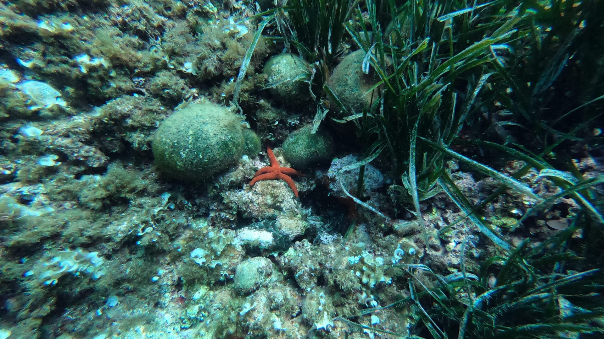 Sortie plongée été 2021 _ Lecques Aquanaut