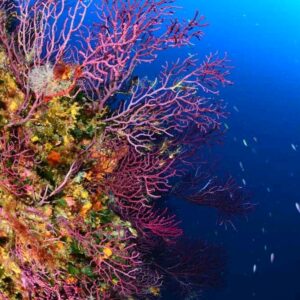 Corail sur le site de plongée des trois fours