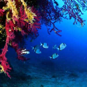 Fonds sous-marins à Saint-Cyr-sur-Mer