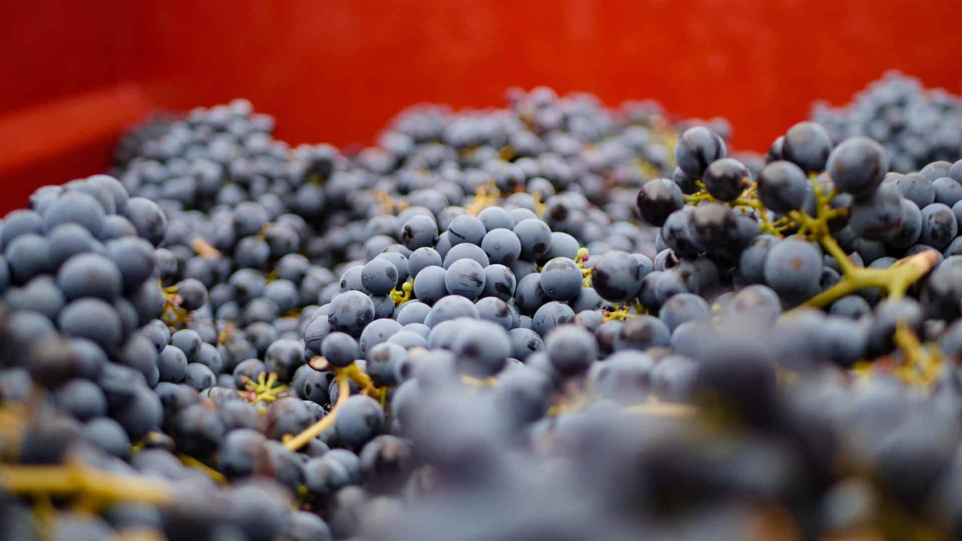Moulin de la Roque - Vendanges
